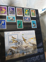 Набор марок #201 Птицы мира-4 Чайки, утки, ястребы, голуби 10 шт #1, Лена А.