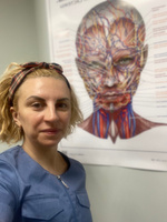 Плакат Анатомия лица человека: кровеносная и нервная системы в кабинет косметолога в формате А1 (84 х 60 см) #5, Наталья З.