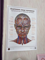 Плакат Анатомия лица человека: кровеносная и нервная системы в кабинет косметолога в формате А1 (84 х 60 см) #1, Анна К.