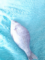 Пенал-косметичка для школы OyLoy Fish, для карандашей, для канцелярских принадлежностей, текстильный, сиреневый #6, Александр К.