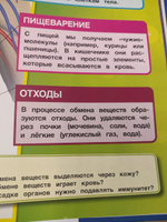 Энциклопедия для детей с заданиями Тело человека Умка / развивающая книга детская | Козырь Анна #3, Ирина О.