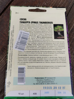 Сосна ТУНБЕРГА, 1 пакет, семена 10 шт, для бонсай, хвойное дерево, ЧК #28, Михаил В.