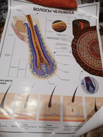 Плакат Волосы человека.  В кабинет косметолога в формате А1 (84 х 60 см) #5, Эмма К.