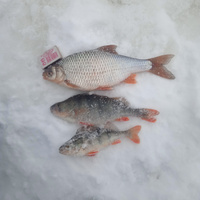 Набор 6 шт. Мормышки "Левша-НН" для летней и зимней рыбалки Водяной ослик ( Asellus aquaticus) 0,45 г крючок Kumho №2 цвет чёрно-золотистый, серия Mimic Nymph, для безнасадочной и ловли с насадкой #27, Михаил Г.