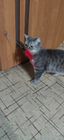 Игрушка для кошек интерактивная дразнилка на присоске перо #84, Ольга В.