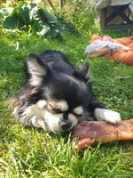 Лакомства Dog-Pet Запеченная говяжья кость для собак . Сделано в Карелии #3, Елена К.