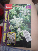 Бирючина Квихоу (Ligustrum quihoui), 1 пакет, семена 10 шт, многолетний листопадный кустарник, ЧК #31, Татьяна Б.