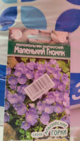 Колокольчик МАЛЕНЬКИЙ ГНОМИК карпатский, 1 пакет, семена 0,1 гр, Евросемена #34, Елена С.