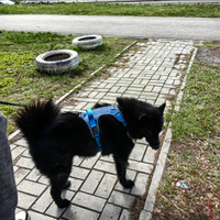 Шлейка для собаки, с подкладкой и светоотражающими полосками, размер XL, обхват груди 68-93 см, синий #3, Лилия Т.
