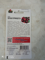 Семена ТОМАТ ЧЕРНАЯ ПРИНЦЕССА (0,05 грамм) Удачные семена (Гавриш) #40, Вера И.