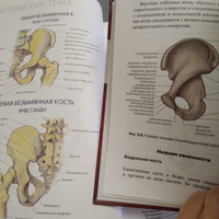 Современный атлас анатомии человека. Карманное пособие по строению костей, мышц, миофасциальных цепей и принципам движения тела | Джарми Крис #7, Анна Л.