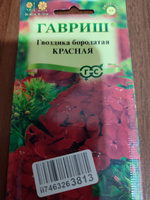 Семена ГВОЗДИКА бородатая (турецкая) КРАСНАЯ (0,1 грамм) Гавриш #31, Неля У.