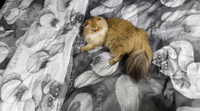 Пододеяльник Кот Коттон "Fluffy/Флиппи" 1,5-спальный на молнии 145х215 см поплин #12, Ольга 
