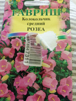 Семена КОЛОКОЛЬЧИК РОЗЕА средний (0,05 грамм) Гавриш #27, Анна С.