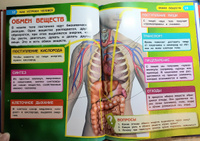 Энциклопедия для детей с заданиями Тело человека Умка / развивающая книга детская | Козырь Анна #5, Анна Б.