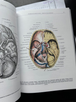 Атлас анатомии человека. В 3 т. Т. 3. Неврология. Эстезиология. Учебное пособие. 7-е изд., перераб | Синельников Рафаил Давидович, Синельников Яков Рафаилович #1, Константин С.