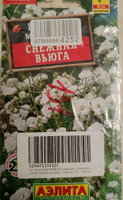 Гипсофила СНЕЖНАЯ ВЬЮГА махровая - Очаровательное многолетнее растение! / Семена 0,05 г. - Агрофирма АЭЛИТА #40, Наталья А.