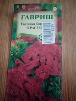 Семена ГВОЗДИКА бородатая (турецкая) КРАСНАЯ (0,1 грамм) Гавриш #37, Людмила Г.