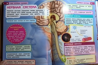 Энциклопедия для детей с заданиями Тело человека Умка / развивающая книга детская | Козырь Анна #2, Анна Б.