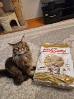 Сухой корм Royal Canin Maine Coon Adult для кошек породы мейн-кун, Курица, 10 кг #16, Татьяна М.