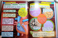 Энциклопедия для детей с заданиями Тело человека Умка / развивающая книга детская | Козырь Анна #3, Анна Б.