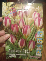 тюльпан 10шт Персиан Перл ботанический #75, Юлия