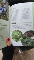 Роскошные хвойные. Виды, посадка, уход | Городец Ольга Владимировна #6, Мария Ч.