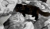 Пододеяльник Кот Коттон "Fluffy/Флиппи" 1,5-спальный на молнии 145х215 см поплин #13, Ольга 