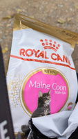 Сухой корм Royal Canin Maine Coon Kitten для котят породы мейн-кун, с курицей, 400 гр #5, Александр Б.