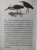 Сборник рассказов для детей иллюстрированный " Птичьи дети. Детская проза ." Со ссылками на записи голосов птиц | Белый Игорь #1, Наталья Витальевна М.