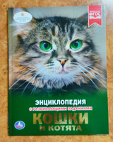Энциклопедия для детей Кошки и котята Умка | Хомякова К. #14, Стадник Екатерина