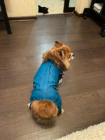 Комбинезон для собак мелких пород, демисезонная одежда для животных, дождевик водоотталкивающий ветронепродуваемый #37, Оля Б.
