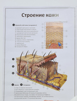 Плакат Строение кожи для кабинета педикюра и подолога в формате А1 (84 х 60 см) #5, Мария А.