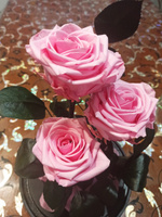 Роза в колбе живая, вечная, стабилизированная "Тройная PR" 32см, подарок маме, женщине, на 8 марта , на день рождения, Цвет: Розовый #6, Сергей