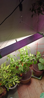 Фитолампа для выращивания растений рассады полный спектр, Профессиональный фитосветильник светодиодный, Линейная лампа для цветов, 85 Ватт 226 LED #8, Анастасия