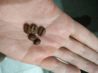 Кофе в зернах Бразилия Сантос Эспрессо / Santos scr.19 Lemur Coffee Roasters, 1кг #91, Олег Ч.
