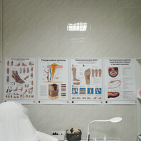 Плакат Анатомическое строение первой фаланги пальца и ногтевой пластины в кабинет педикюра и подолога в формате А1 (84 х 60 см) #2, Светлана Л.