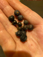 Можжевельник (натуральные целые сушеные ягоды без сахара, цельные высушенные можжевеловые плоды для настойки, для чая), 250 грамм #70, Анна М.