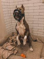Намордник для собак COA "Baskerville Ultra", Size5, 11х35см (Великобритания) #118, Валерия П.
