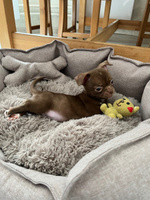 Лежанка для собак мелких пород, лежак со съемной подушкой для животных, размер ( 60х50х20 ), рогожка, LionPets #57, Ирина Ш.