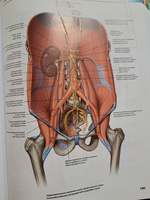 Атлас анатомии Грея. Учебное пособие (на 3-х языках. русский, английский, латинский). 2-е издание #5, Сергей Н.