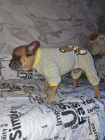 Комбинезон-пижама для собак PAWSTAR. Размер 2XL. Костюм медвежонок. Обхват груди 56-59 см. Одежда средних пород басенджи, мопса, французского бульдога. #8, Наталья Л.