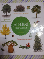 Деревья и кустарники. Энциклопедия для детей #8, Вадим Я.