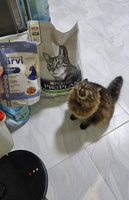 Сухой корм Pro Plan Sterilised для стерилизованных кошек и котов, с индейкой, 10 кг #51, Зонова Алина Вадимовна