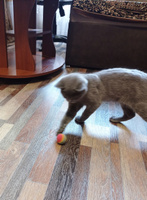 Игрушка - дразнилка для кошек и котят / мячик - шарик / 2шт, 0xHOME #9, Светлана Е.