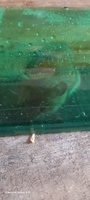 Мышеловка Большая Два Кота Макси" Зеленая - 1 шт. Гуманная пластиковая прозрачная #34, хомяк ф.
