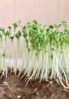 Микрозелень, Кресс-салат, набор для выращивания 100г #6, Рустанович Елена
