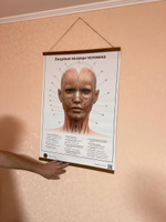 Плакат Лицевые мышцы человека в формате А1 в кабинет косметолога (84 х 60 см) #8, Лотта Ч.