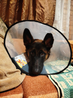 Воротник защитный ветеринарный для собак и кошек № 25 см, на липучке для средних пород / AniMall #55, Елена Р.