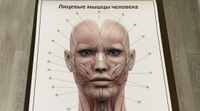 Плакат Лицевые мышцы человека в формате А1 в кабинет косметолога (84 х 60 см) #5, Ayshat O.